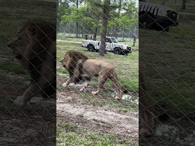 Lion Safari  in drive through park🦁🦁😊