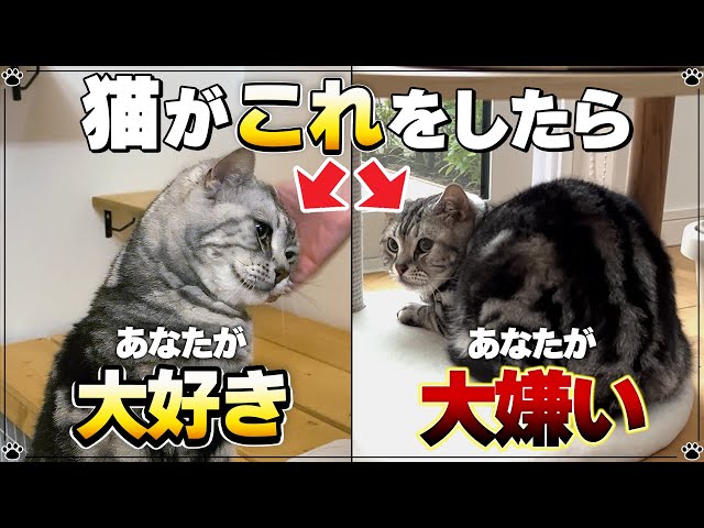 【同じ家族でも態度が違う!】猫の態度で分かるあなたとの関係【保護猫】