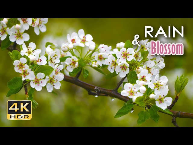 4K HDR Rain & Blossom - Gentle Rain & Bird Sounds - Spring Drizzle in Orchard - Relax/ Sleep/ Medita