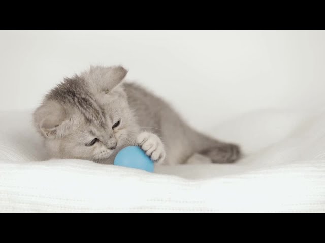 Calming Music for Cats -  Relaxation, Sleep, Stress Relief, Peaceful Music