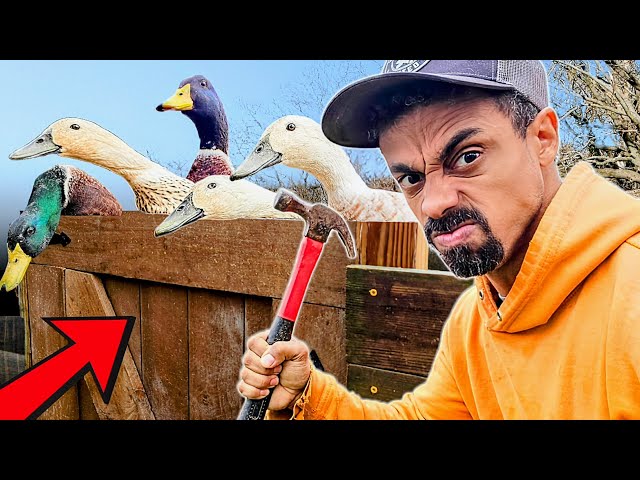 🛑 STOP! Will THIS Keep My Ducks In? | DIY Breeding Area Gate Build