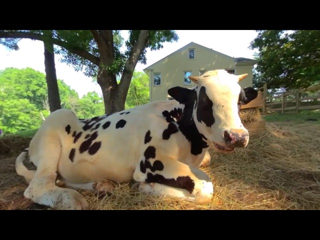 The Rescued Animals at Rosie's Farm Sanctuary 2023 3D 180 VR