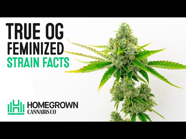 True OG Feminized Strain Facts and Seed Grow Info