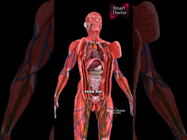 Discover the Secrets of Your Body | Top Anatomy Video ✨🫀