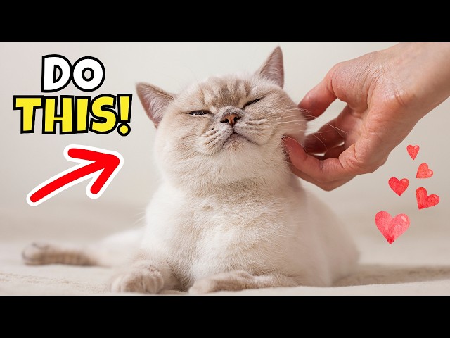 10 Easy Ways to Show Your Cat Love That They'll Understand