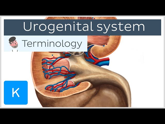 Urogenital system - Anatomical terminology for healthcare professionals | Kenhub