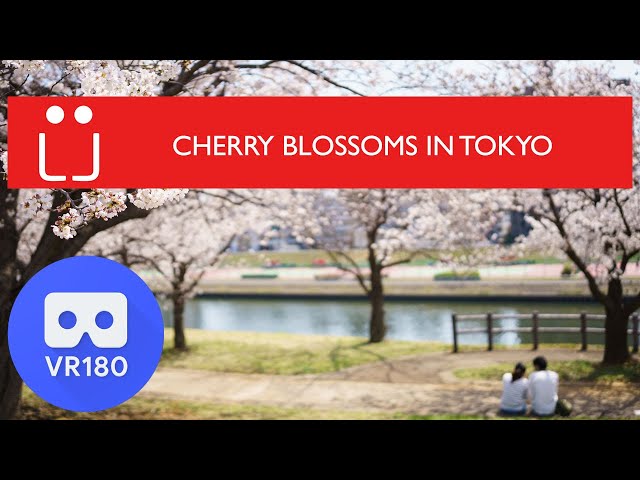 VR 180(3D): Cherry Blossoms in Tokyo