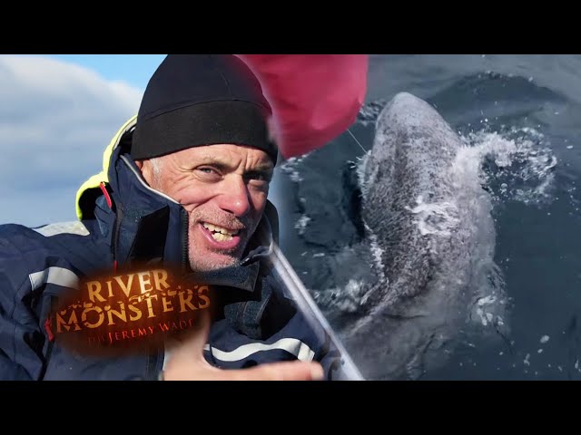 Fighting A Greenland Shark | SHARK | River Monsters