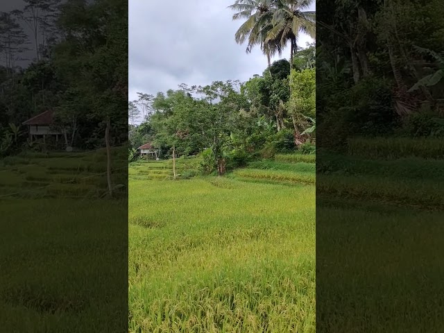 Rumah tengah sawah. #sawah #rumahtengahsawah