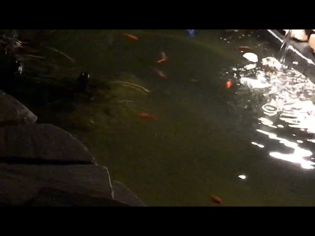 Frogs hanging out in the new pond