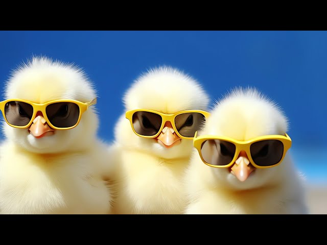 🐥Los Pollitos Dicen Pio Pio - Canciones Infantiles para niños - The Little Chickens - Kids Songs