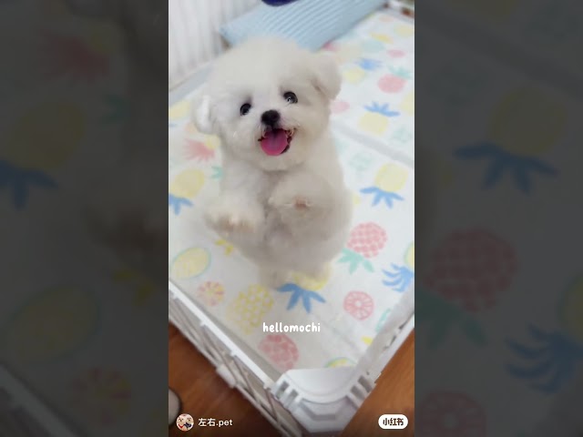 cute puppies funny moment cute overload ❤️#hellomochi #dog #bichon