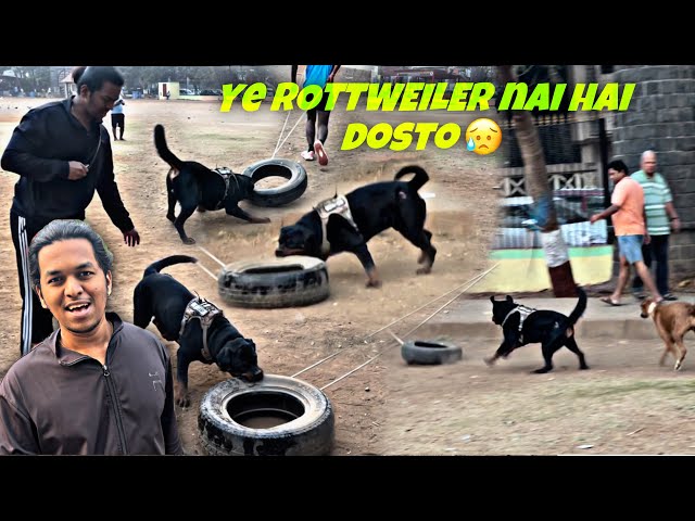 Rottweiler Aggressive Ho Gaya Gaadi Ke Tyre Pe Aur Lagaye Non-Stop 3 Round Ground Ke | Day-275