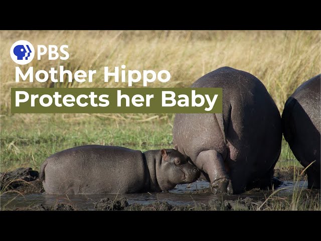 Watch a Protective Mother Hippo Guard Her Baby