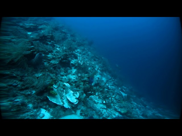 Belize - Sea Turtle