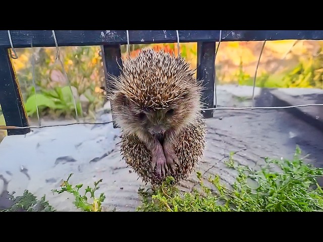 Man saves baby hedgehog stuck in fence, but then his life changes