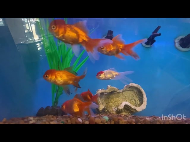 #fishaquarium #aquarium #fish #fishvideo #glofish #goldfish #shortvideo