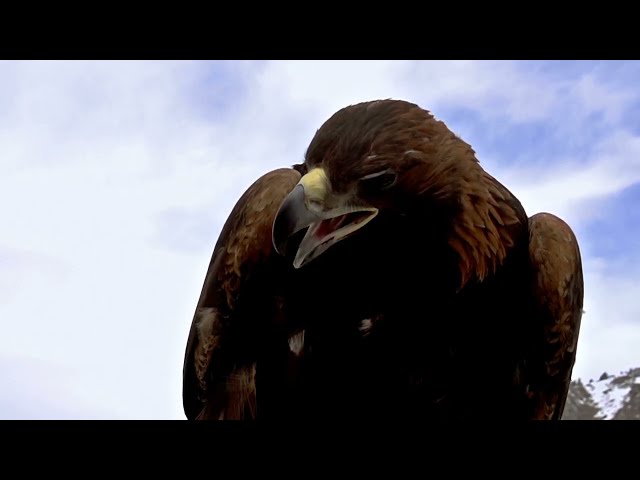 the eagle.             #animalfacts #animals #animalshorts #wildlife #nature #eagles #animallover