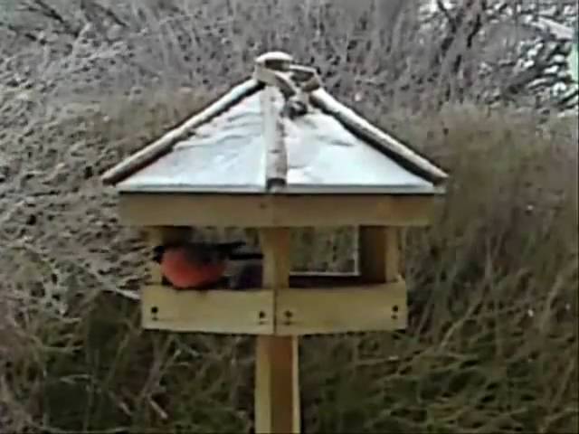 The bird table