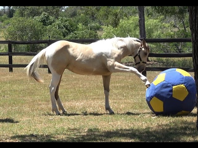 Teach Your Horse To Play With A Ball