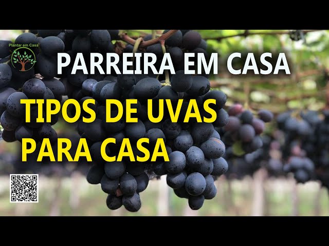 Variedades de Uva em aula de Fruticultura Orgânica com Sergio Semerdjian