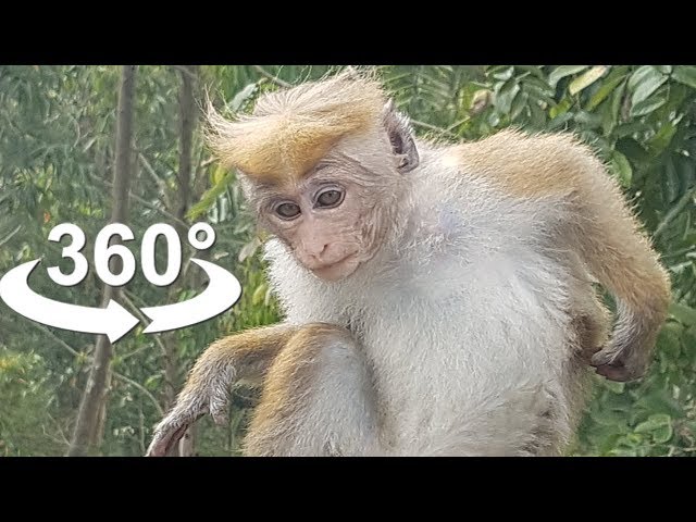 Lovely Monkeys eating Bananas, VR 360 Video