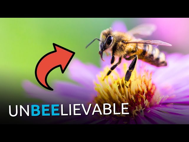 Sorry, Evolutionists: Bees DESTROY Your Entire Worldview