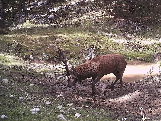 Red deer rut in Slovenian Alps