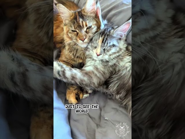 🥰 So Adorable | Maine Coon Cat #cute #love