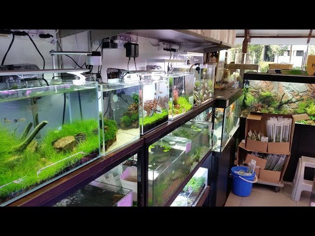 East Ocean Aquatic Aquarium Store Tour