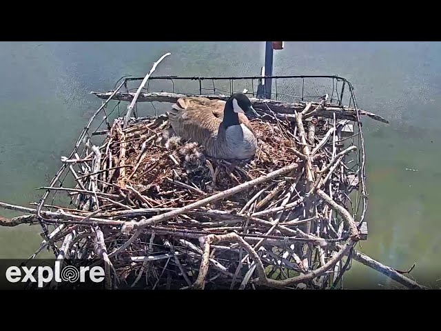 Osprey & Canada Goose | Rogers Place Nest Camera powered by Explore.org