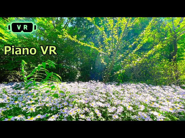 【VR180】Beautiful Flowers fluttering in the wind Relaxing Piano VR sleep【Healing】