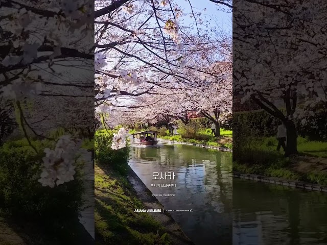 아시아나항공이 추천하는 일본 벚꽃 명소 4 🌸