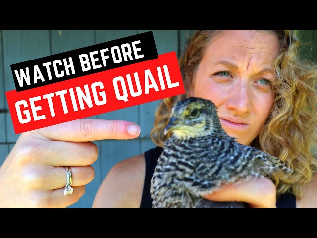 Reasons to NOT Add Quail to Your Backyard Homestead - Cons of Raising Quail