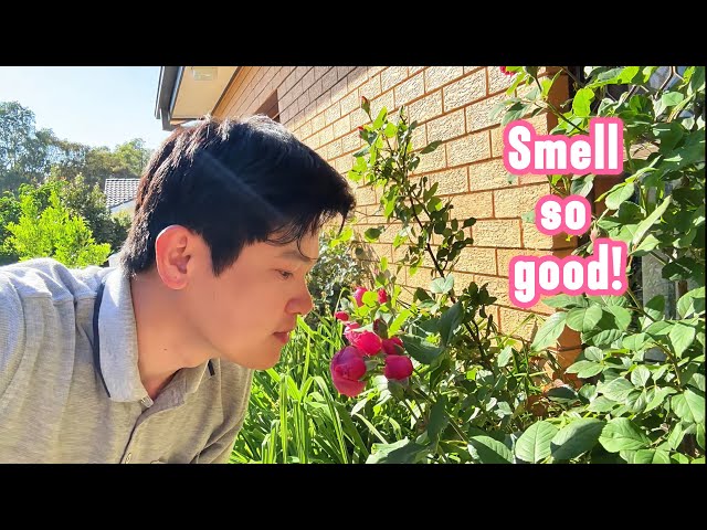 94. Growing fragrant roses in pot: Fast blooming within two months || Healing with nature