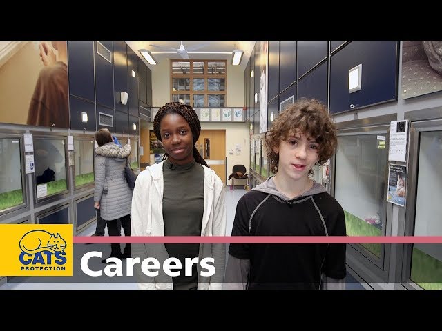 Meet a Cat Care Assistant and Media Officer – Careers with cats, episode two