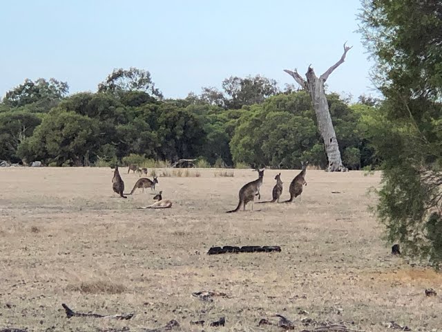 Kangaroos Whiteman Park Western Australia 360°VR