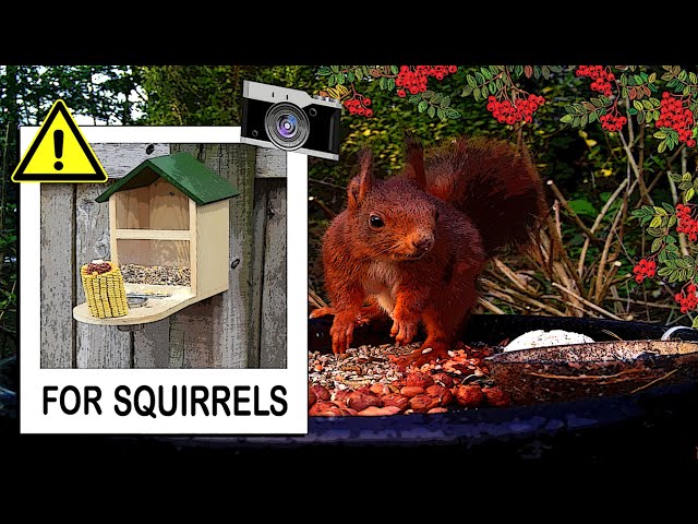 Squirrels and bird feeders 🌰🥜