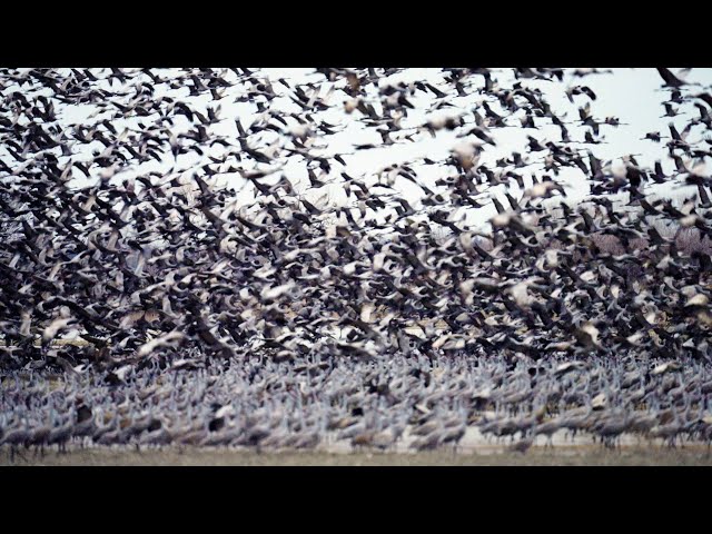 Sandhill Cranes Migration