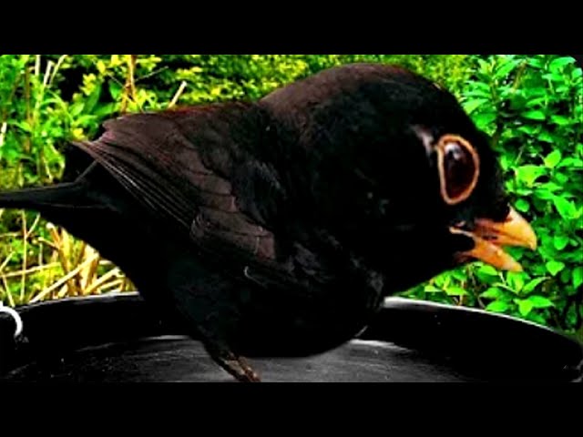 Blackbird's SECRET LIFE: Filmed ULTRA CLOSE-UP! (INSANE bird)🥸