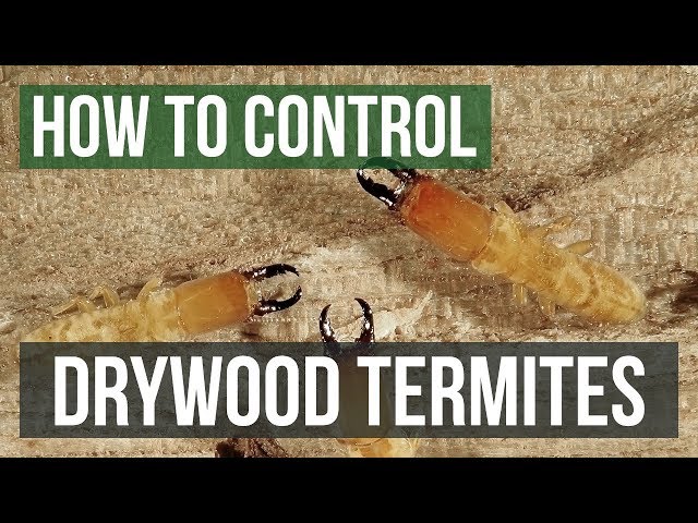 How to Control Drywood Termites