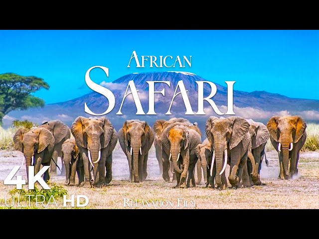 African Safari 4K • Wildlife Relaxation Film | Animals Video Ultra HD