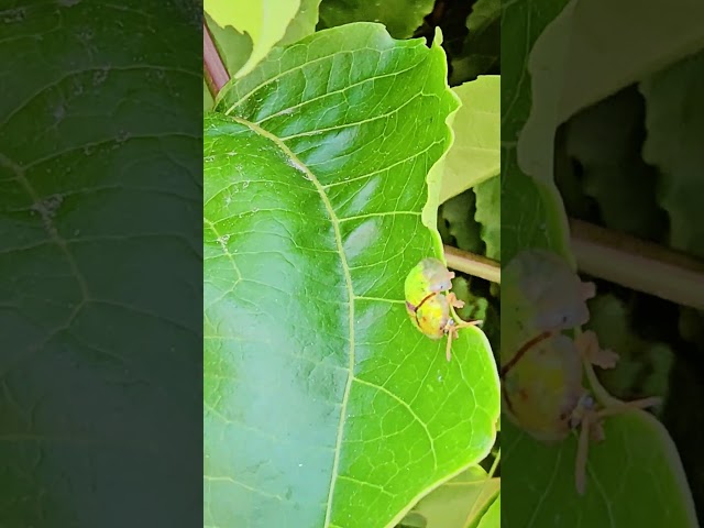 Golden tortoise beetle Playa del Carmen Mexico tropical Caribbean jungle city insect life #nature