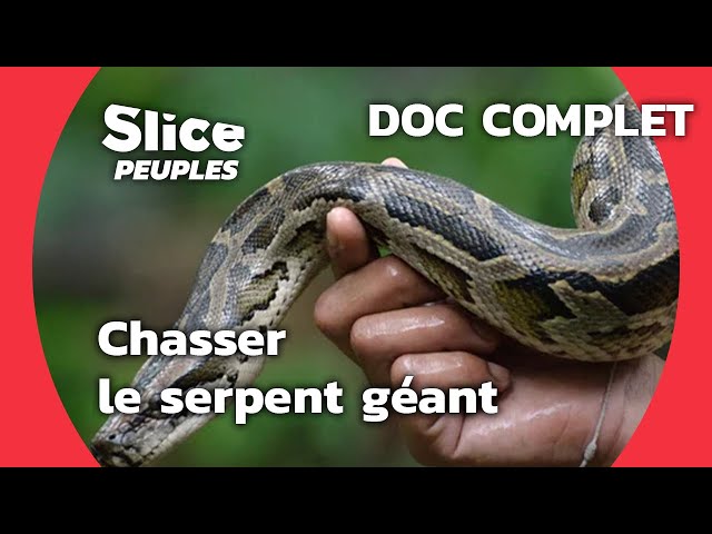 Chasser le serpent géant | SLICE PEUPLES | Documentaire complet