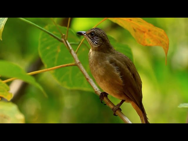 Birdlife in Harmony: Relaxing Sounds with the Beauty of Nature