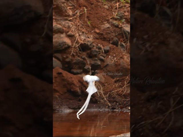 Breathtaking Flycatcher Behavior #wildlife#shorts#viral#nature#flycatcher#wildlifephotography