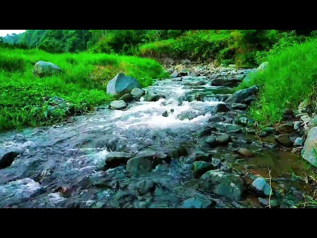 Relaxing Nature Forest River Sound Calm River Water flow for Sleeping Meditation, Insomnia, Work