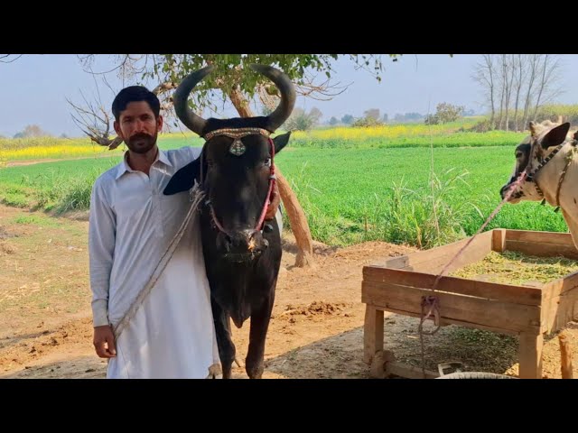 Most wonderful traditional village life pakistan | Cultural punjab | Traditional and old punjab