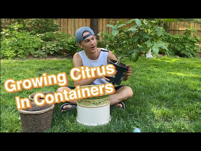 Growing Citrus in Containers! Everything You Need to Know for Success