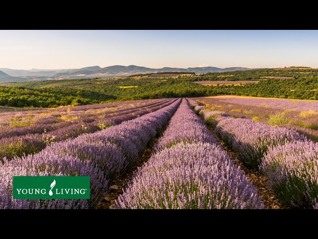 Join Us in the World Capital of Lavender